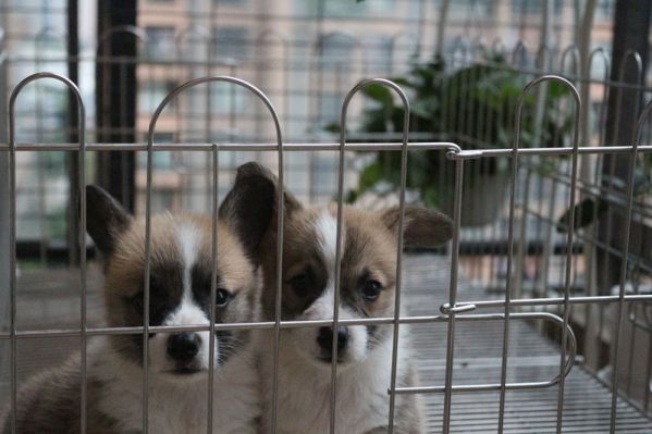 双色柯基犬出售