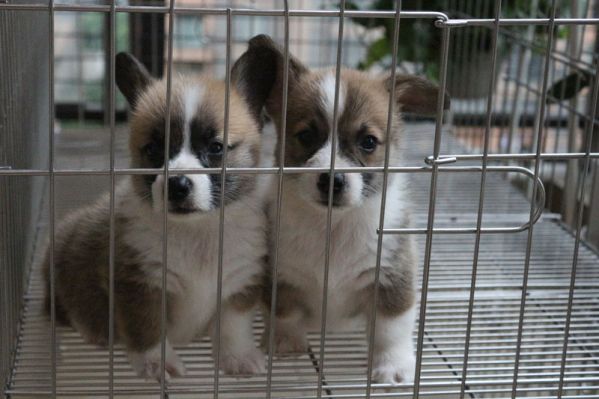 成都哪里有柯基犬卖