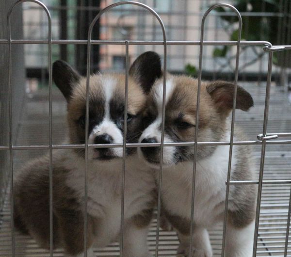 成都柯基幼犬的价格