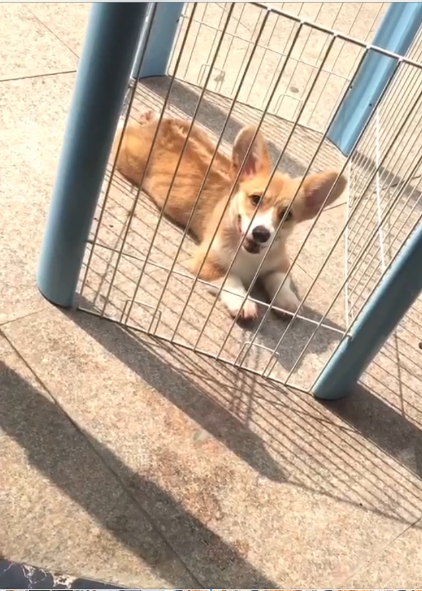 小公