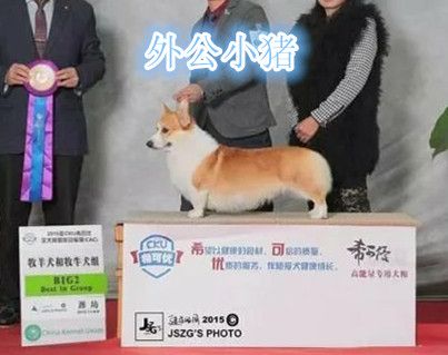 小猪处理.jpg