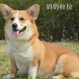 拉拉处理.jpg