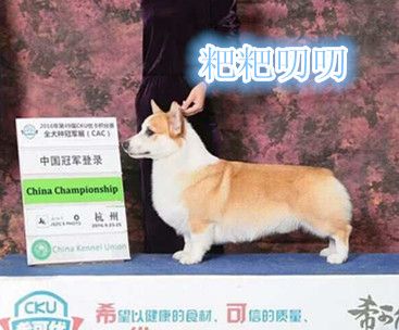叨叨处理2.jpg