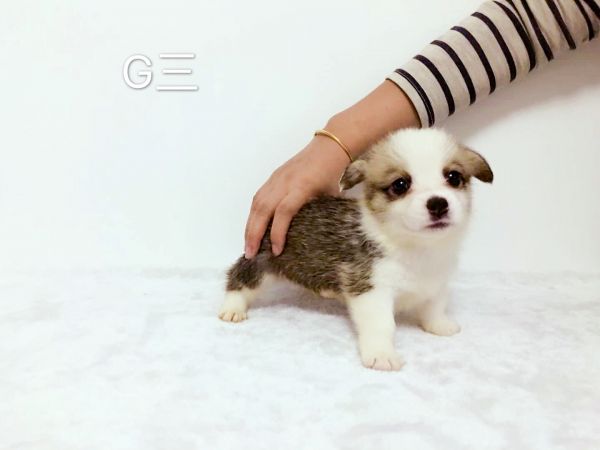 G三右耳挂白，现特价出售，运费自理