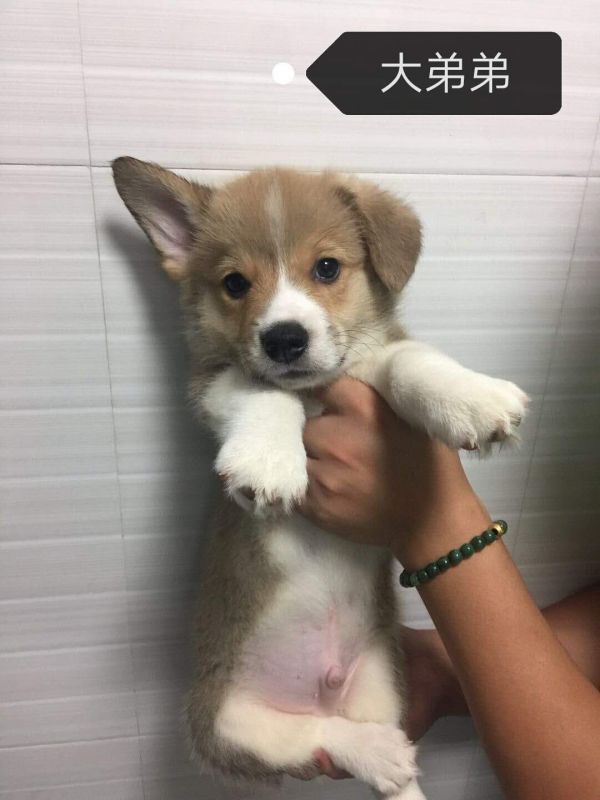 小公老大