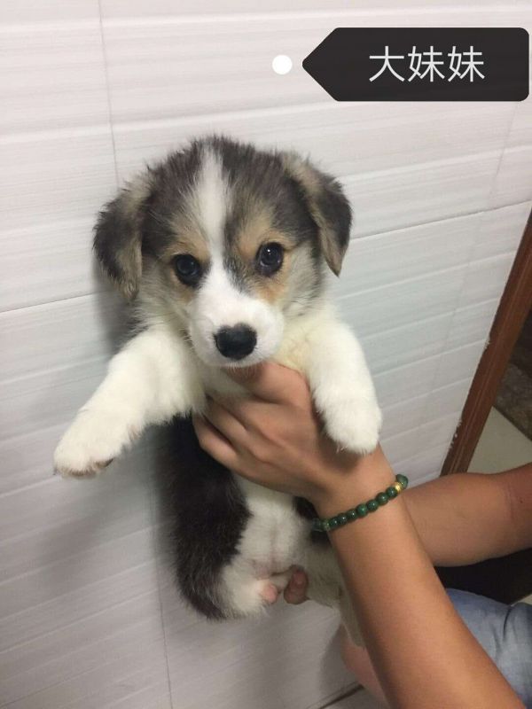 小母老大