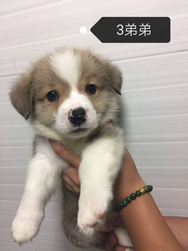 小公老三