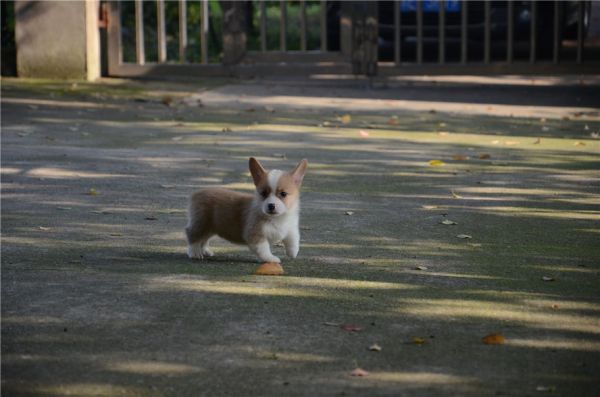 新建文件夹 (2)DSC_6611.JPG