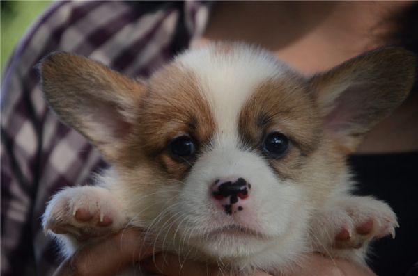 新建文件夹 (2)DSC_6130.JPG