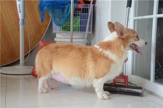 狗妈