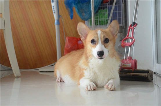 狗妈