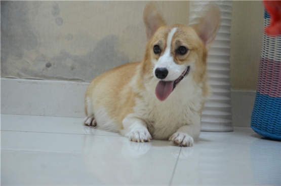 狗妈