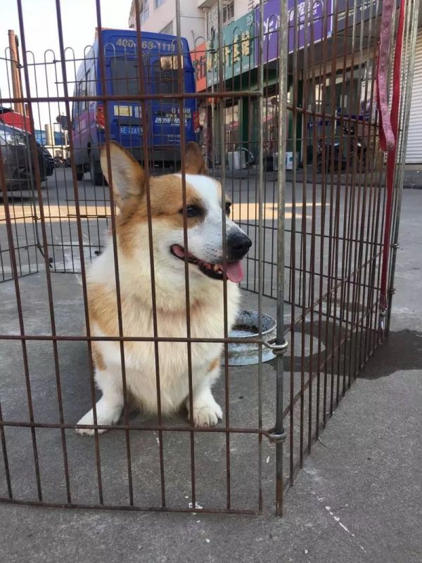 狗爸