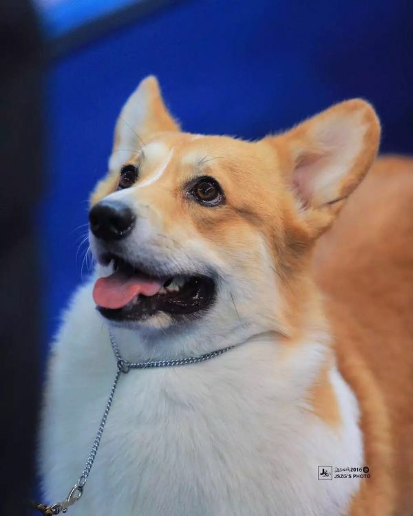 狗爸