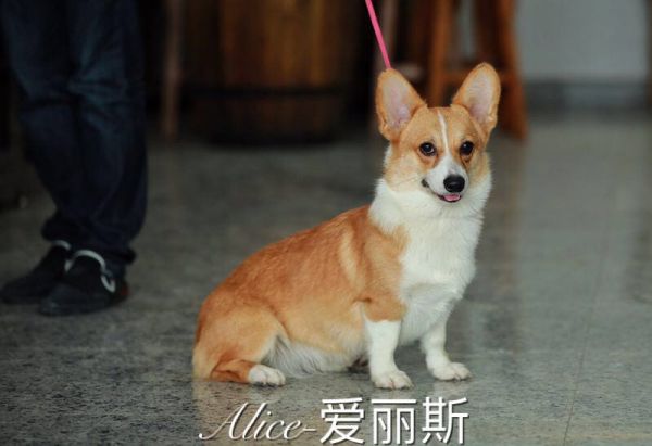 狗妈
