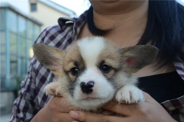 新建文件夹 (2)DSC_6459.JPG