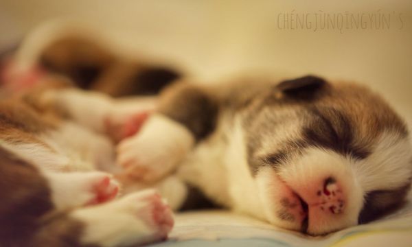 宬骏青云犬舍