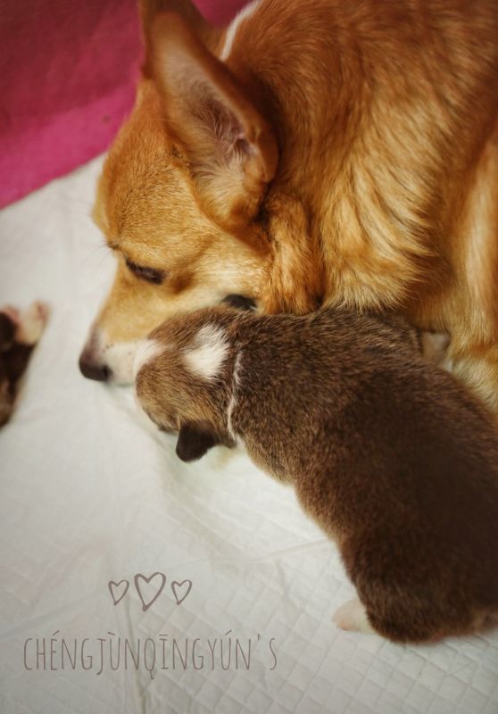 宬骏青云犬舍