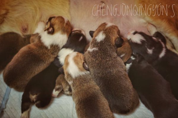 宬骏青云犬舍
