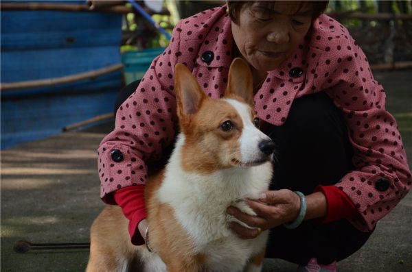 狗妈妈