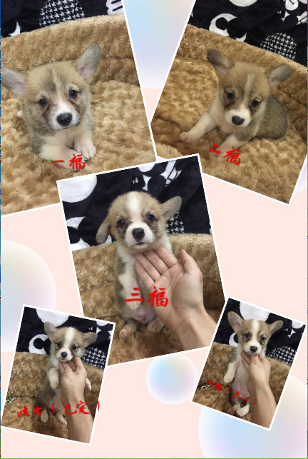 QQ截图20171020184309.png