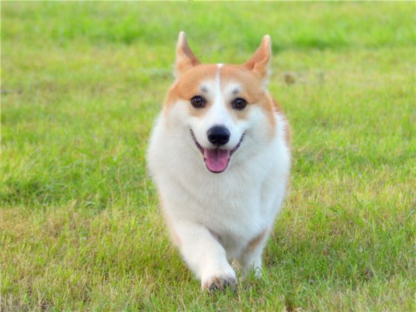 美润犬舍戴蒙6.jpg