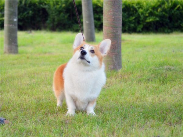 美润犬舍戴蒙5.jpg