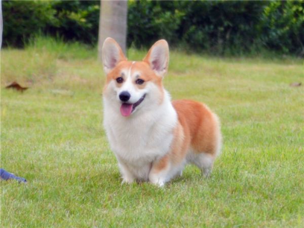 美润犬舍戴蒙20.jpg