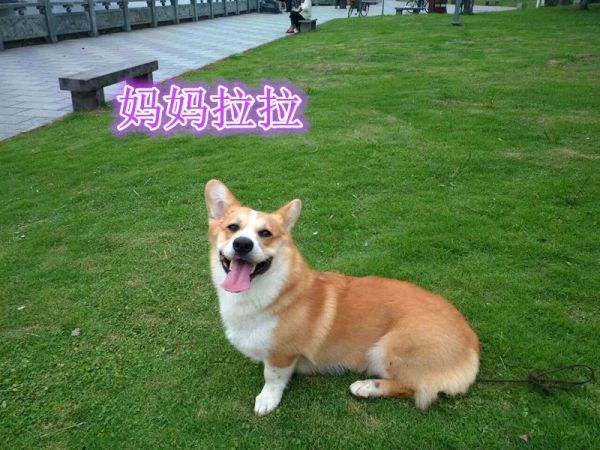 拉拉_副本.jpg