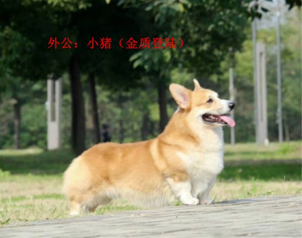 小猪.jpg