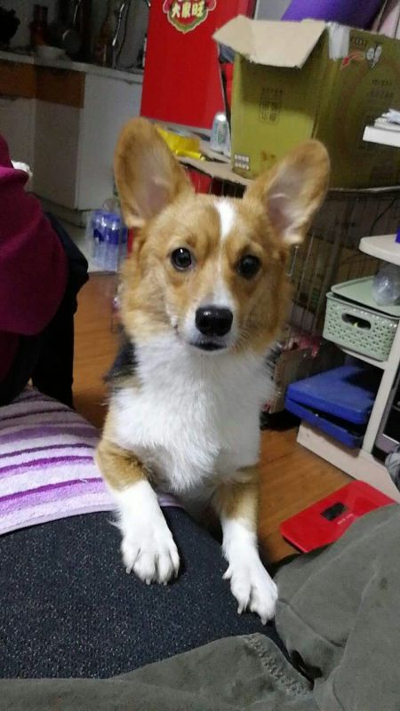 狗妈妈
