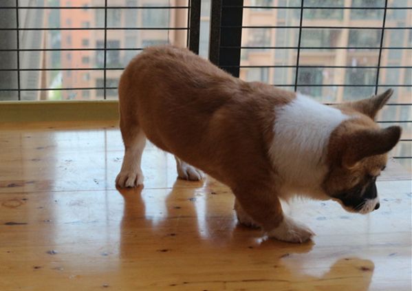 纯种柯基犬照片