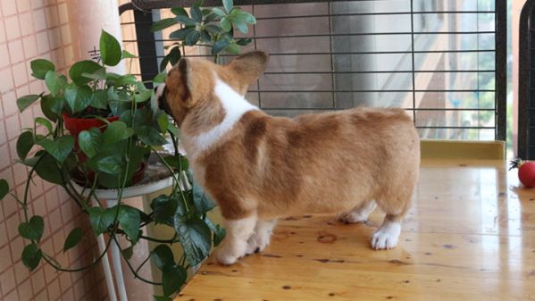 三个月的柯基犬多少钱