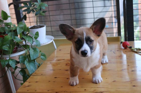 双色柯基怎么卖