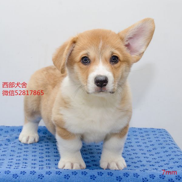 DSC_7381_副本_副本.jpg