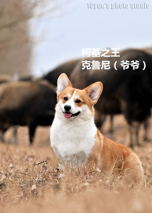 爷爷克鲁尼_副本.jpg
