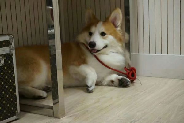 狗爸