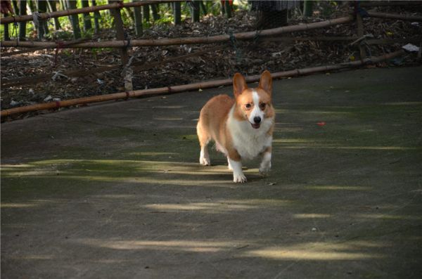 狗妈