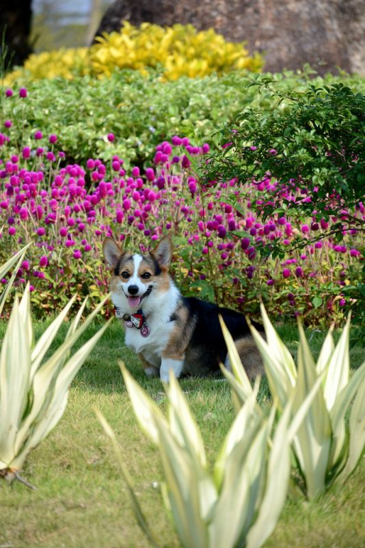 DSC_2197_副本_副本.jpg