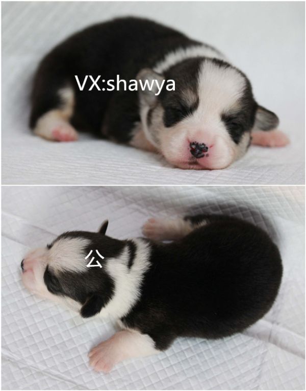 initpintu_副本.jpg