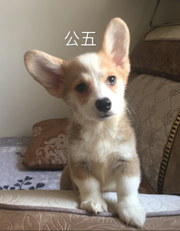 公五.png