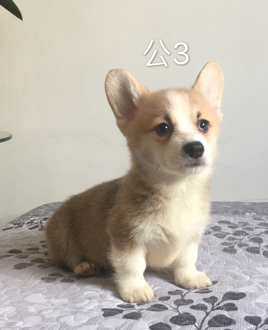 特价5000，没有失格