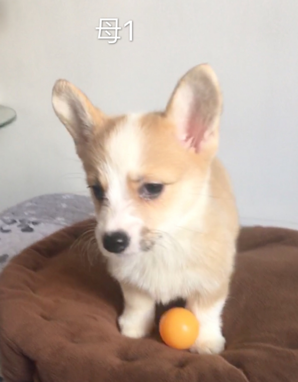 右耳后有点挂白