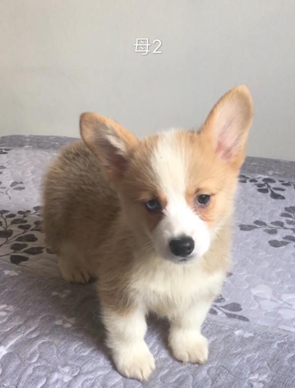 右蓝眼睛