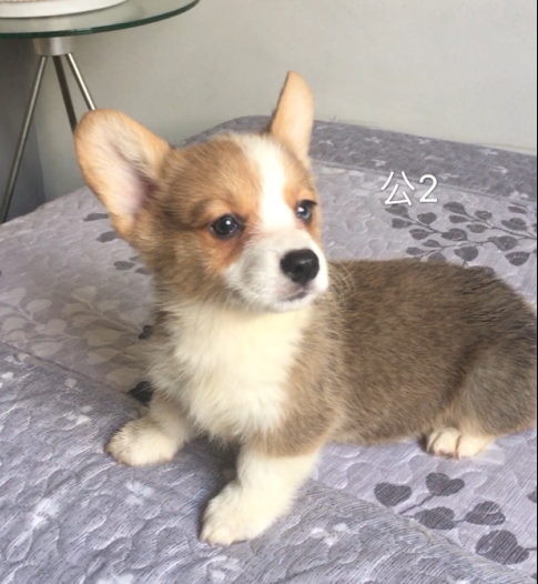 左蓝眼睛