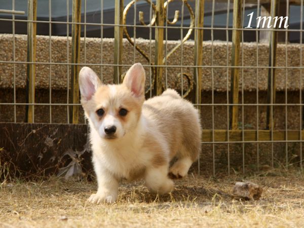 1mm_1.jpg
