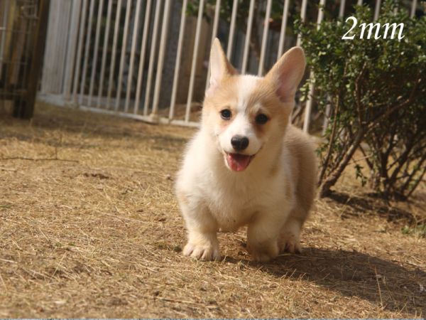 2mm_2.jpg
