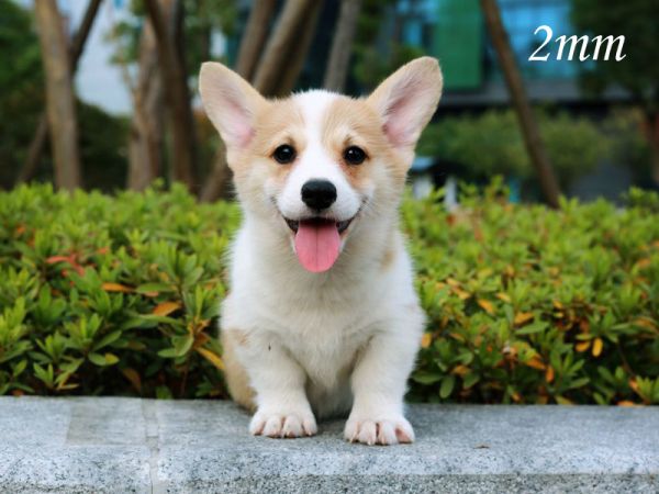 2mm_1.jpg