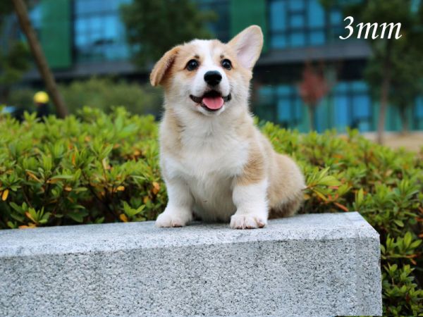 3mm_1.jpg