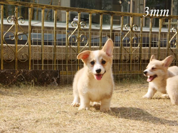 3mm_3.jpg